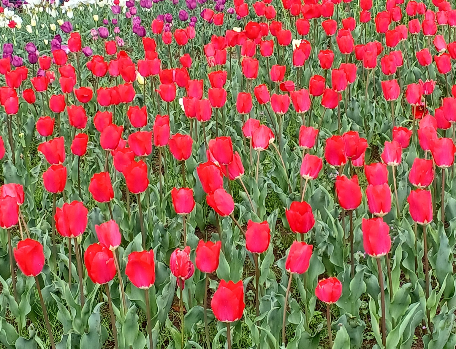 チューリップ1