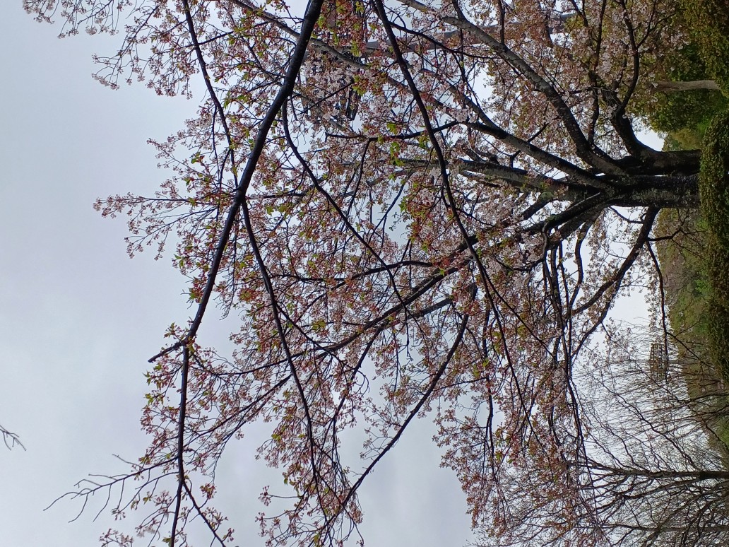 桜